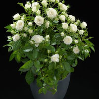 Rose Terrazza® Clear (Rosa)