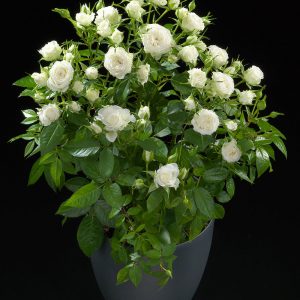 Rosa Terrazza® Mars (Rosa) - Ladybird Nursery