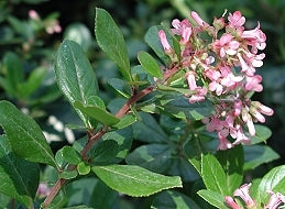 Escallonia Red (Escallonia spp.)