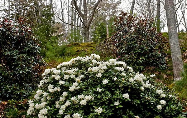 Rhododendron Wedding Gown - Ladybird Nursery