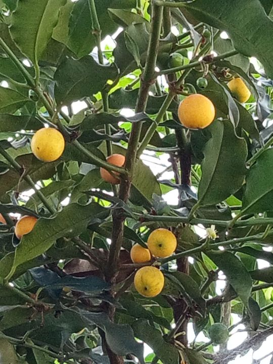 Garcinia Madruno Lemondrop - Ladybird Nursery