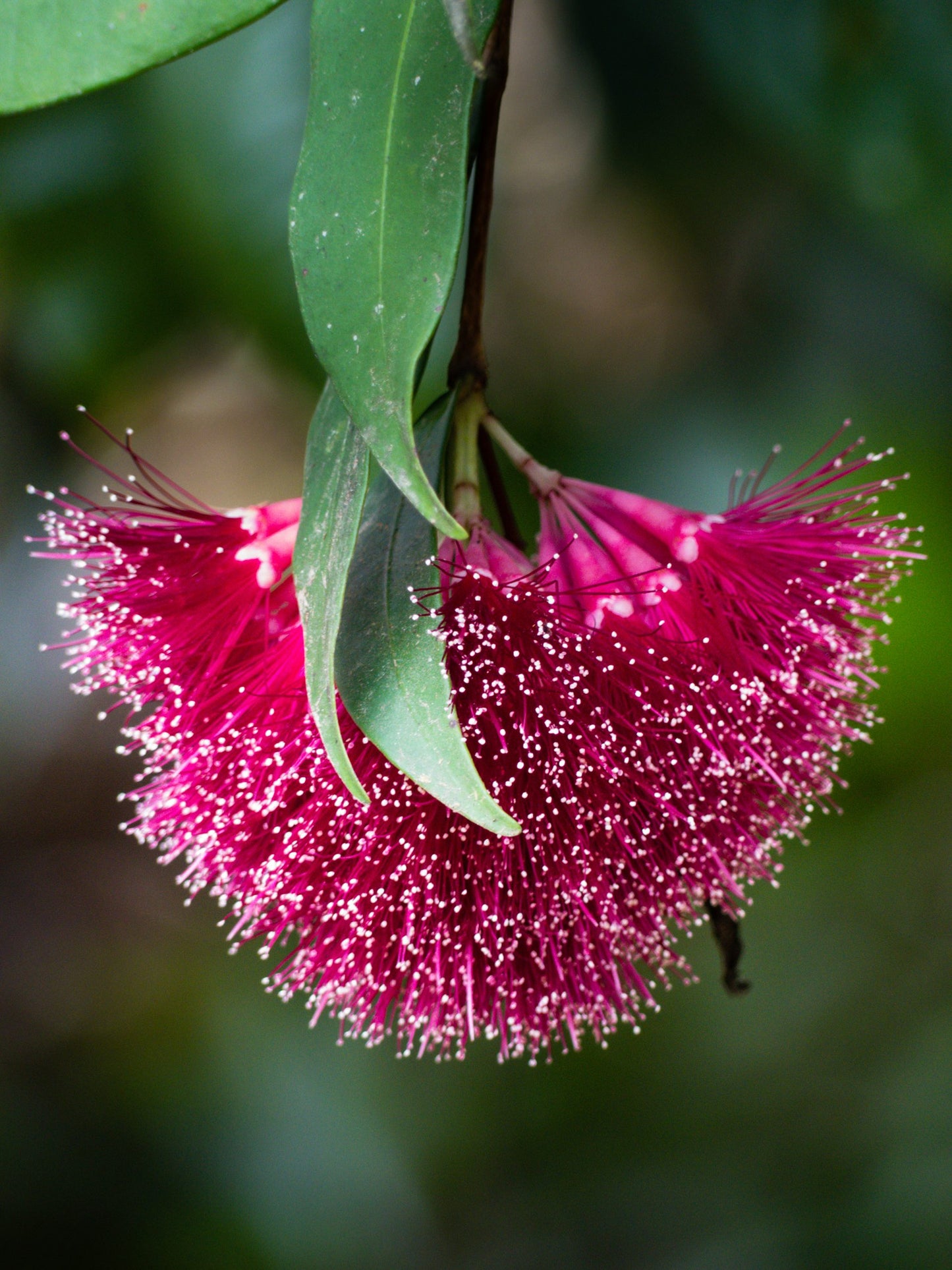 Powder Puff Lilly Pilly (Syzygium wilsonii)