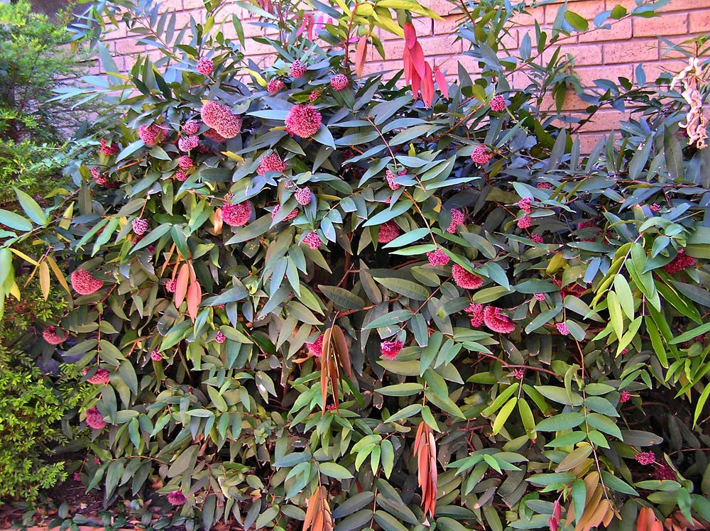 Powder Puff Lilly Pilly (Syzygium wilsonii) - Ladybird Nursery