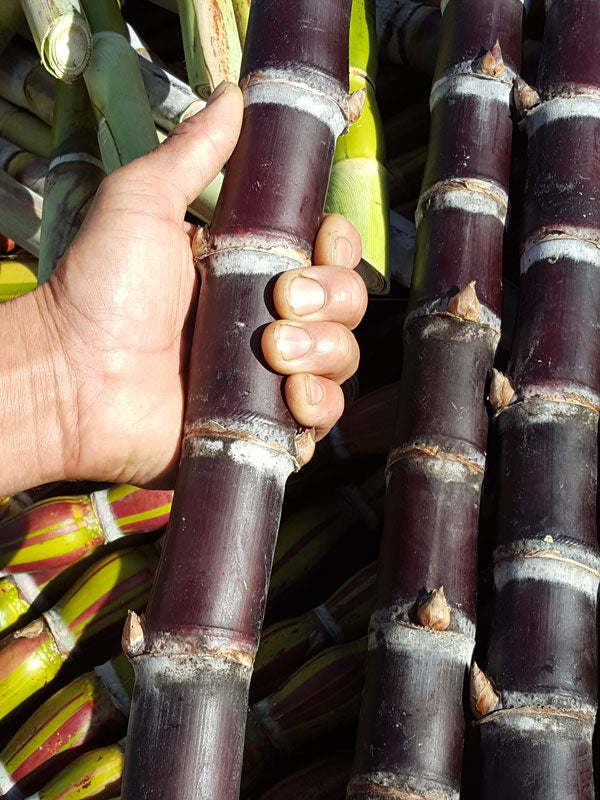 Black Sugarcane burgundy (QLD ONLY)