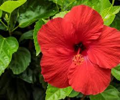 Hibiscus Rio Clara Hot Pink