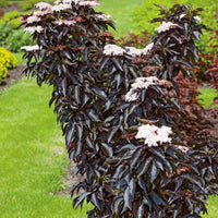 Elderberry Black Tower (Sambucus nigra)