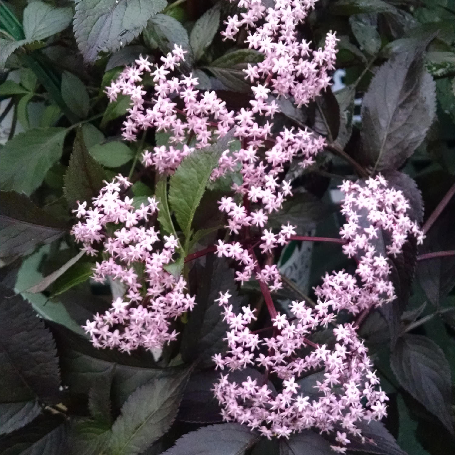 Elderberry Black Beauty (Sambucus nigra) - Ladybird Nursery
