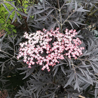 Elderberry Black Lace (Sambucus nigra)