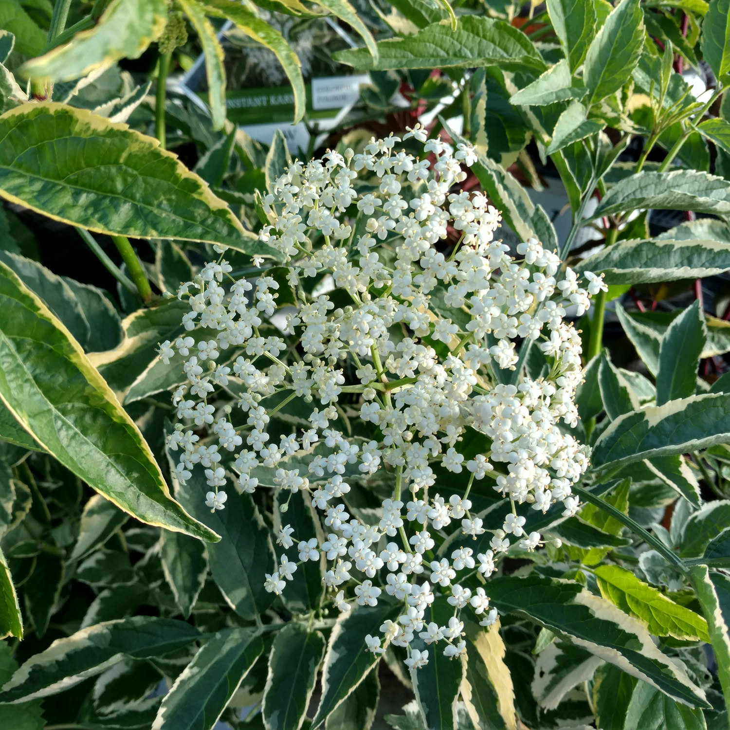 Variegated Elderberry Variegata (Sambucus nigra) - Ladybird Nursery