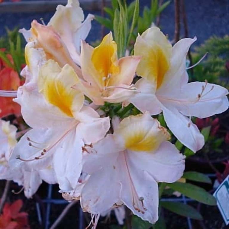 Azalea Mollis Sand Piper - Ladybird Nursery