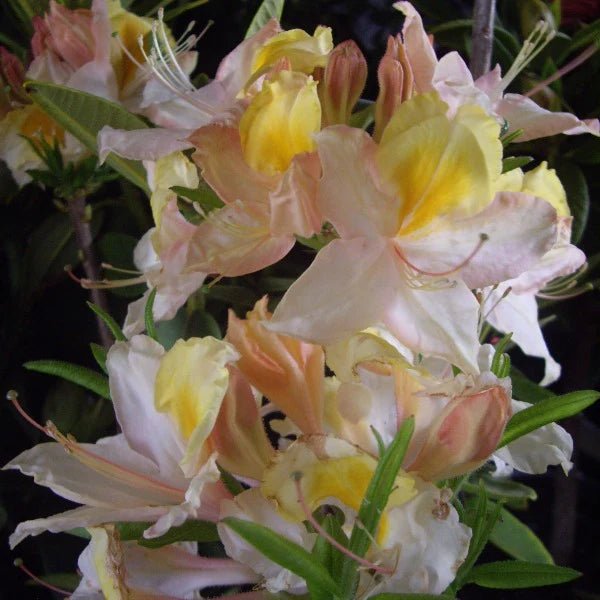 Azalea Mollis Sand Piper - Ladybird Nursery