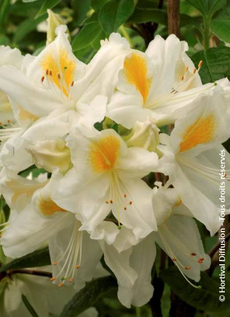 Azalea Mollis Sand Piper