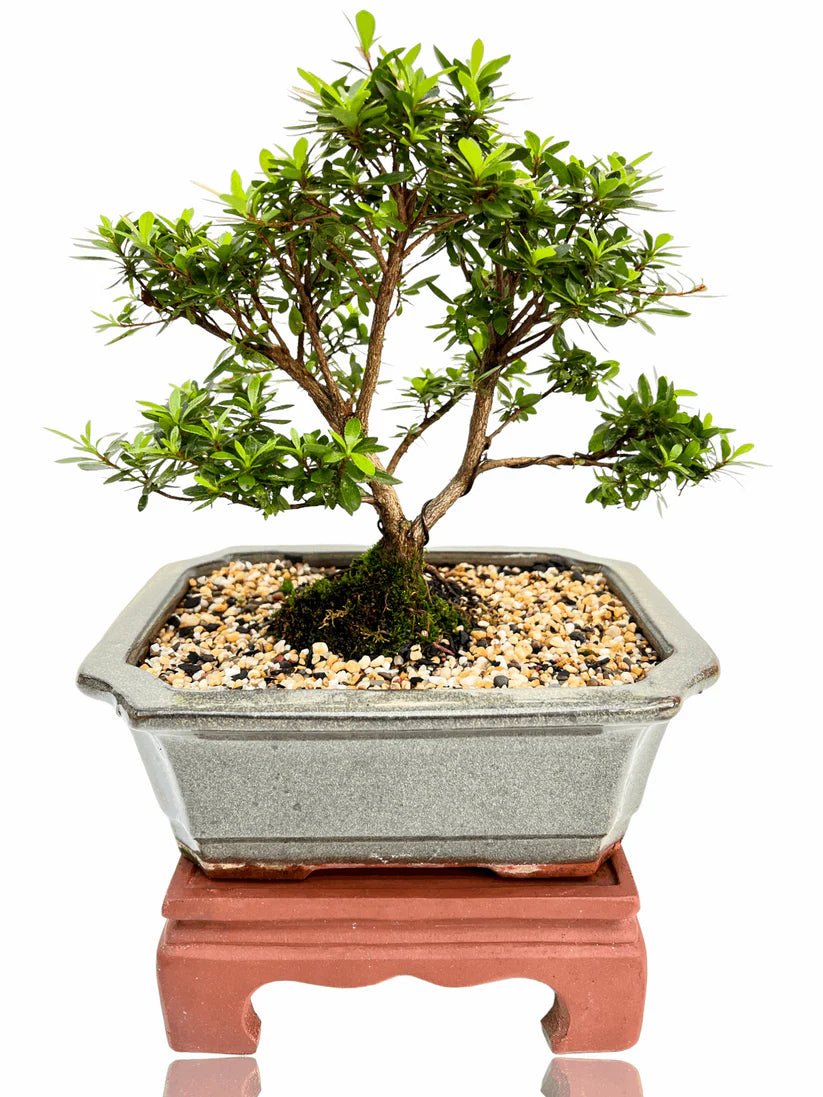 Azalea Sao to Me - Ladybird Nursery