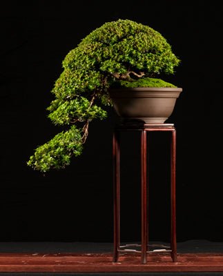 Azalea Sao to Me - Ladybird Nursery