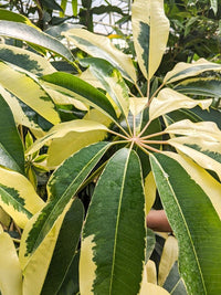 Tupidanthus (Schefflera pueckleri) - Ladybird Nursery