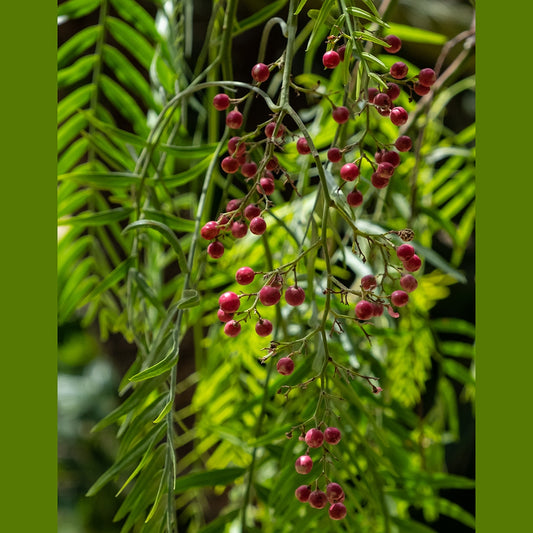 Peruvian Peppertree (Schinus molle)