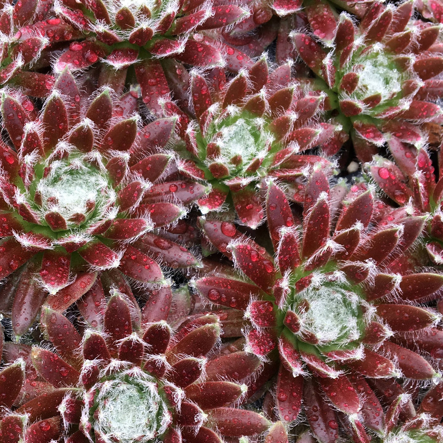 Chick Charms (Sempervivum)