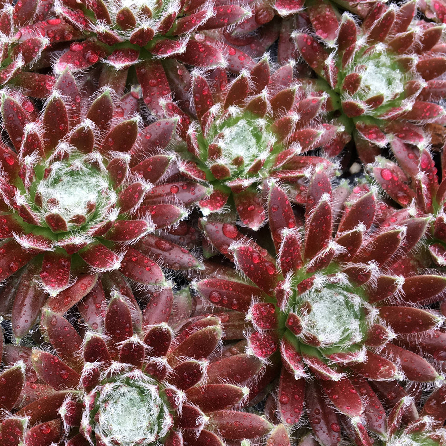 Chick Charms (Sempervivum) - Ladybird Nursery