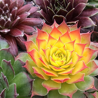 Chick Charms (Sempervivum) - Ladybird Nursery