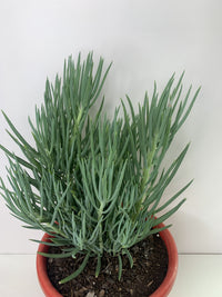 Senecio Nolas Pride (Senecio)