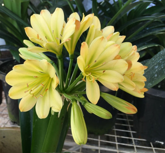 Bush Lily Multi-petal (Clivia miniata)