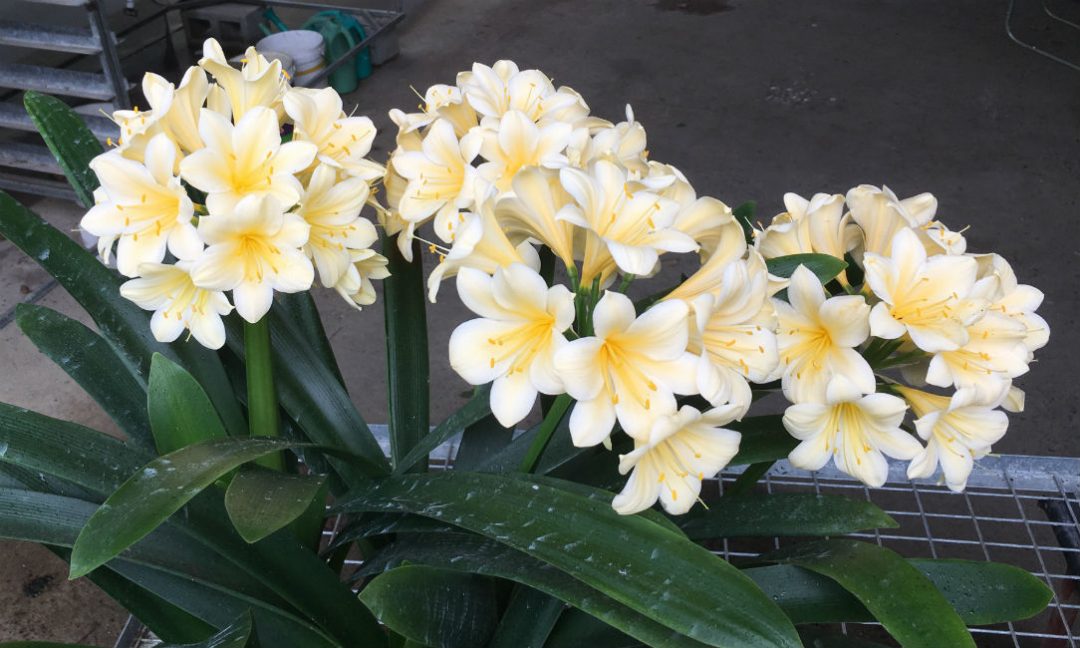 Bush Lily Cream/Yellow (Clivia miniata)