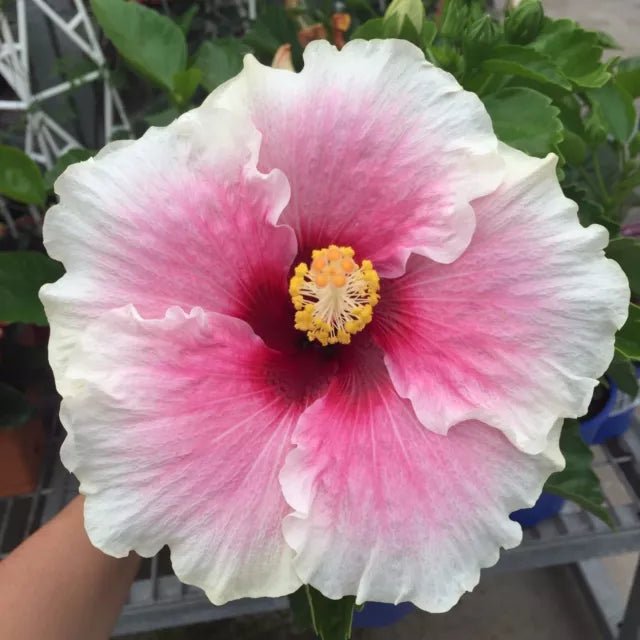 Hibiscus 'Shabby Chic' - Ladybird Nursery