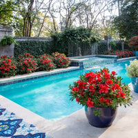 Azalea ENCORE AUTUMN EMBERS™