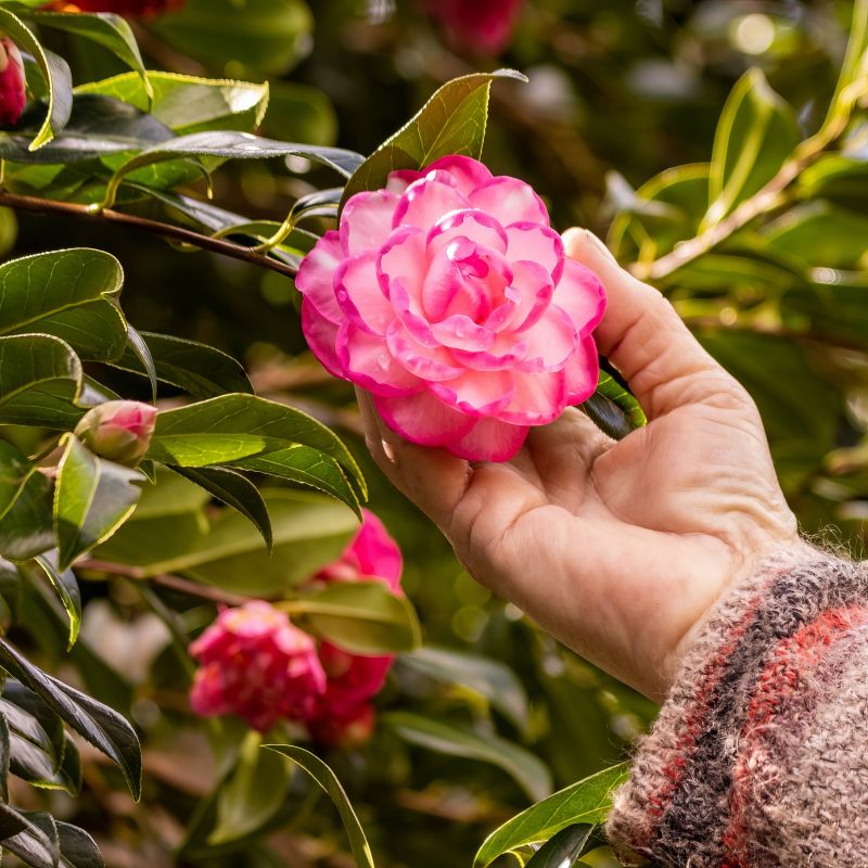 Sasanqua Camellia Rose Ann (Camellia sasanqua)