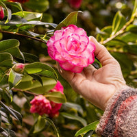 Sasanqua Camellia Rose Ann (Camellia sasanqua)