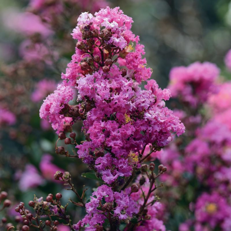 Dwarf Crepe Myrtle 'Pinky Pink - Ladybird Nursery