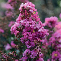 Dwarf Crepe Myrtle 'Pinky Pink™' - Medium