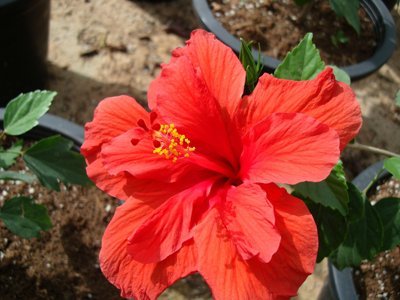 Hibiscus Orange Pride (Hibiscus rosa - sinensis) - Ladybird Nursery