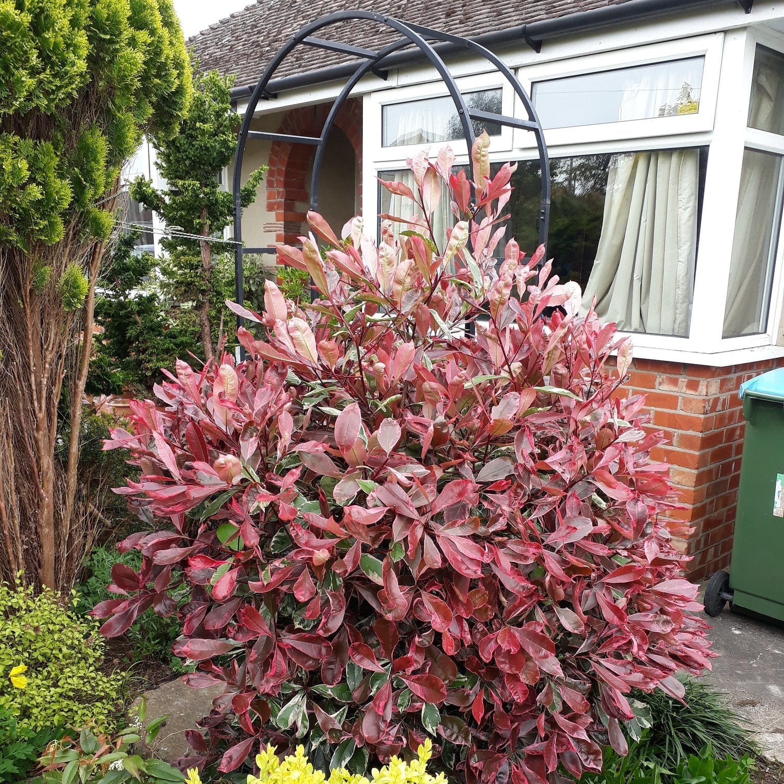 Photinia Marble Pink (Photinia) - Ladybird Nursery