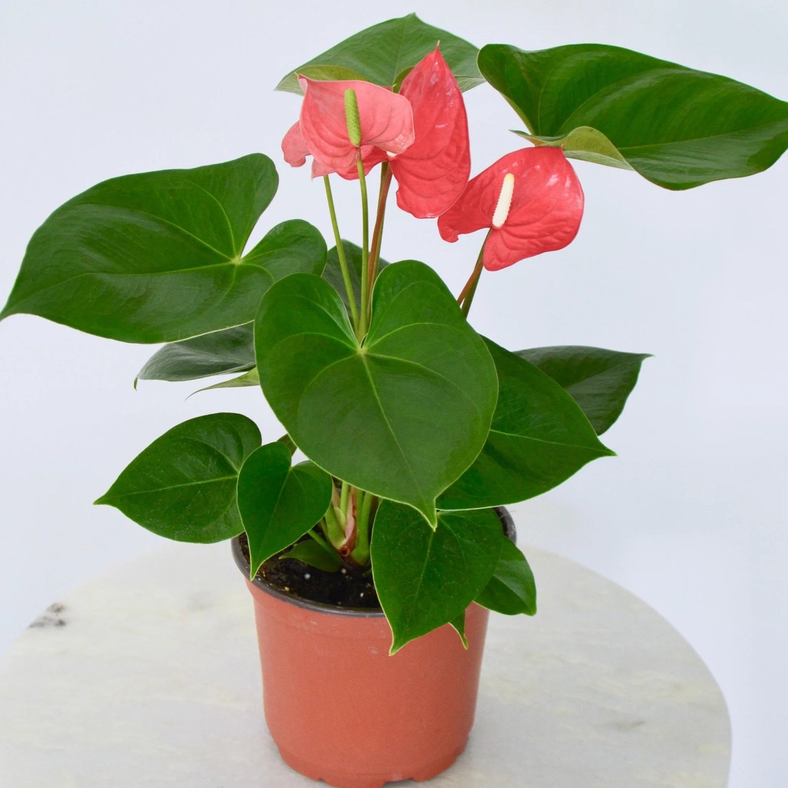 Anthurium Small Talk Red - Ladybird Nursery