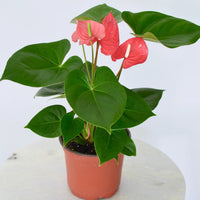 Anthurium Small Talk Red