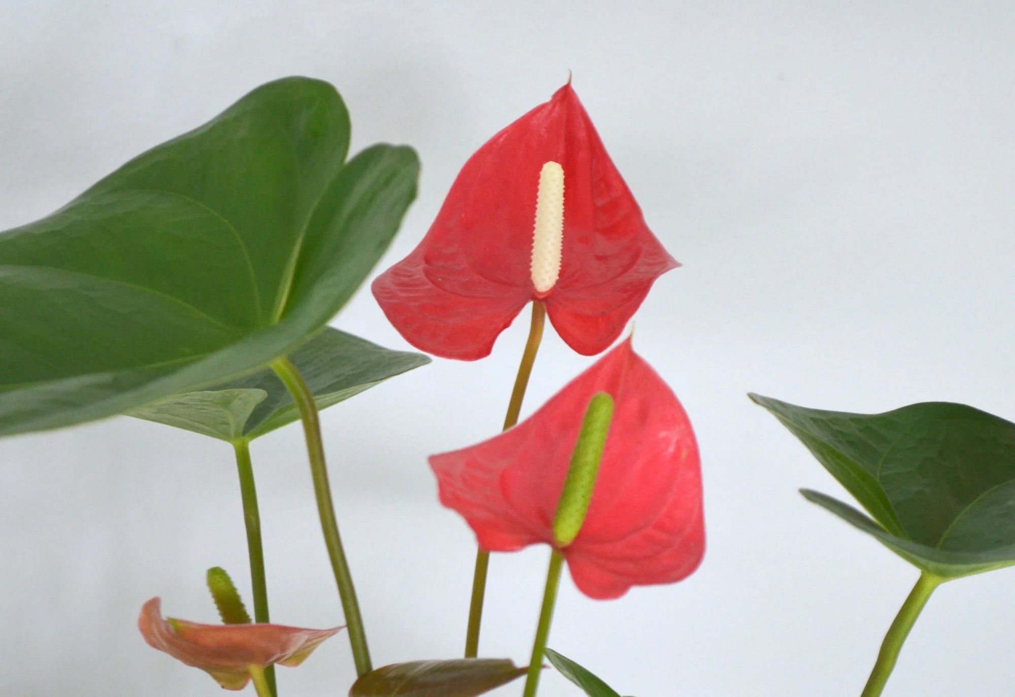 anthurium small talk red Anthurium Small Talk Red Plant – Buy Now! – Ladybird Nursery