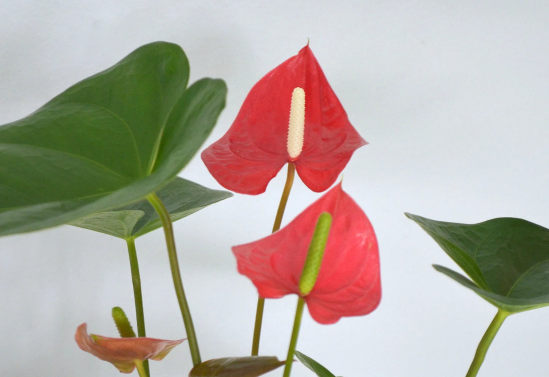Anthurium Small Talk Red - Ladybird Nursery