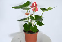 Anthurium Small Talk Red
