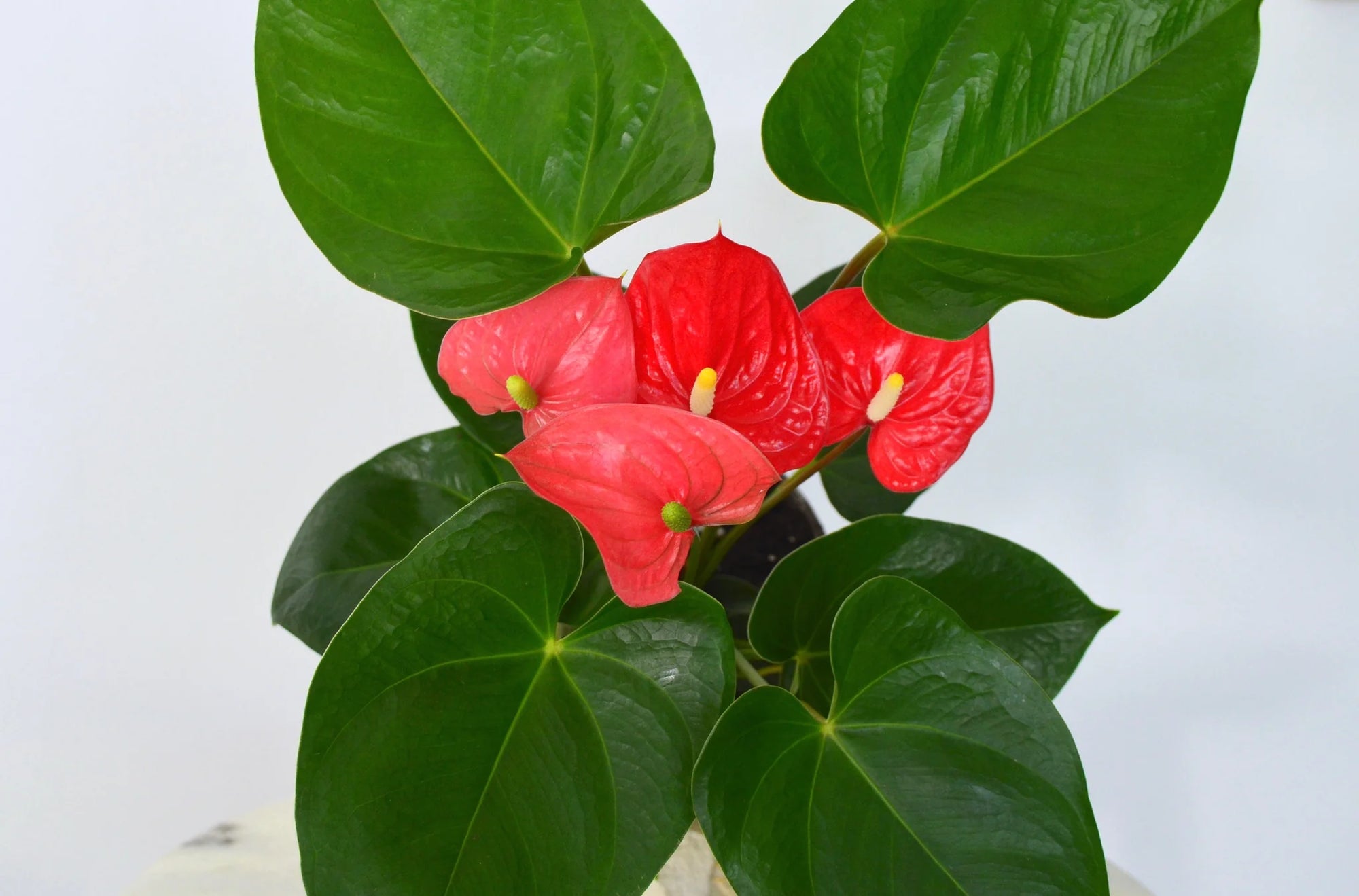 Anthurium Small Talk Red - Ladybird Nursery