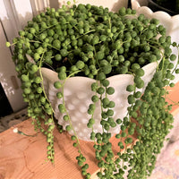 String of Pearls (Senecio rowleyanus)