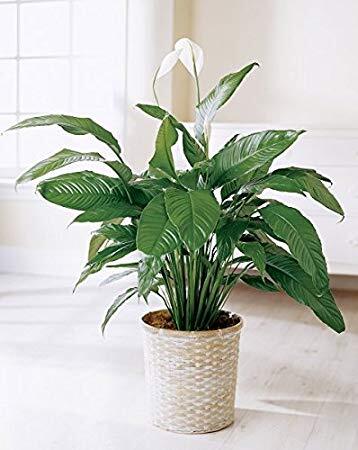 Peace Lily Sensation Junior (Spathiphyllum)