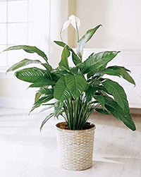 Peace Lily Sensation Junior (Spathiphyllum) - Ladybird Nursery