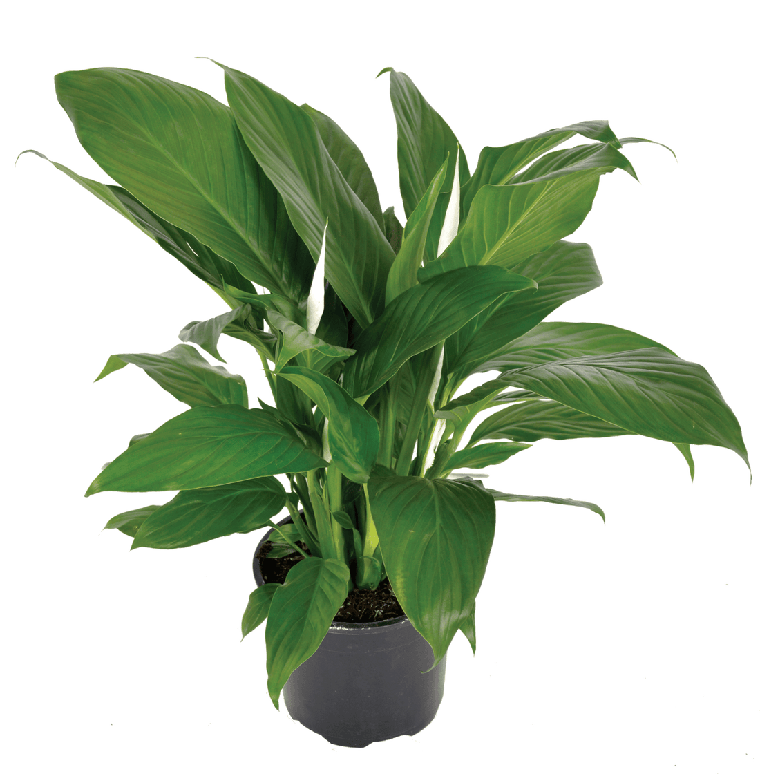 Peace Lily Sweet Sebastiano Tissue culture (Spathiphyllum) - Ladybird Nursery