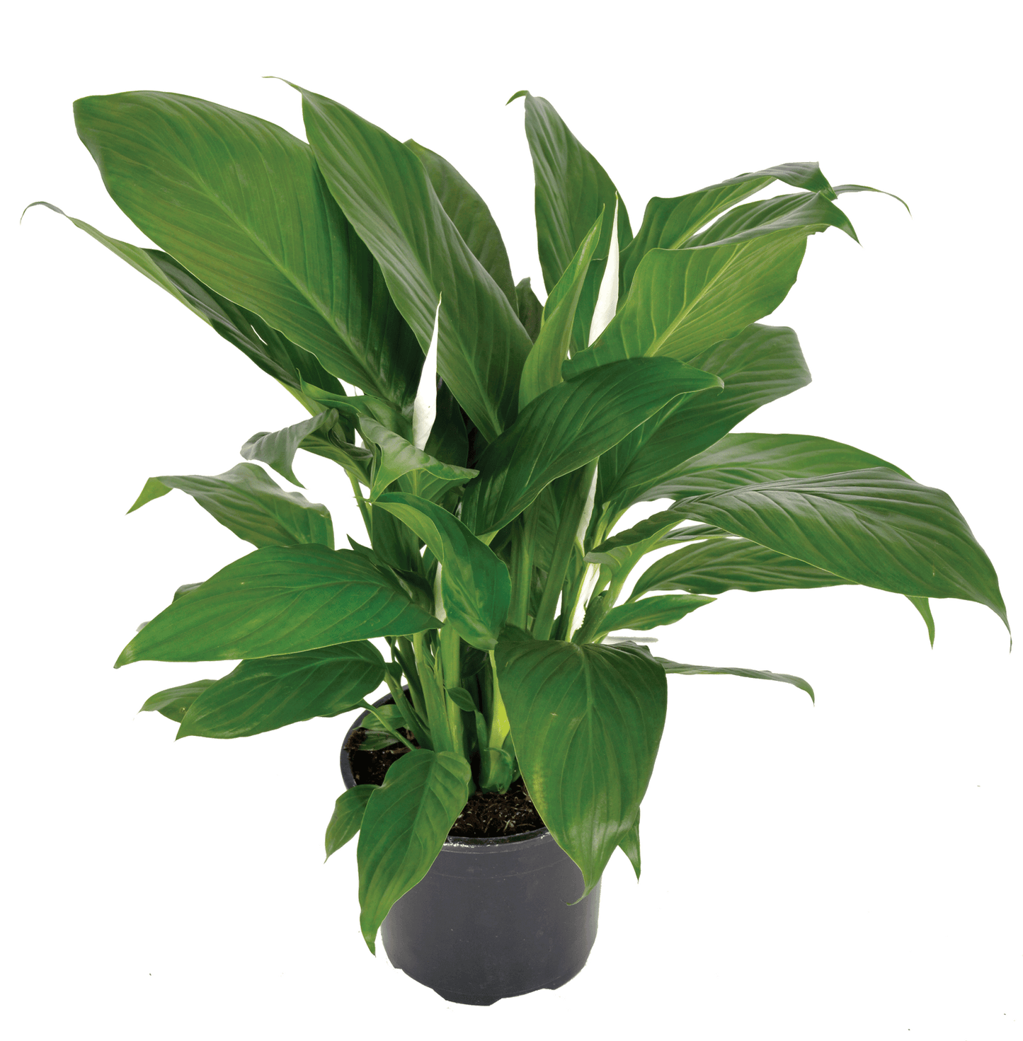 Peace Lily Sweet Sebastiano Tissue culture (Spathiphyllum)