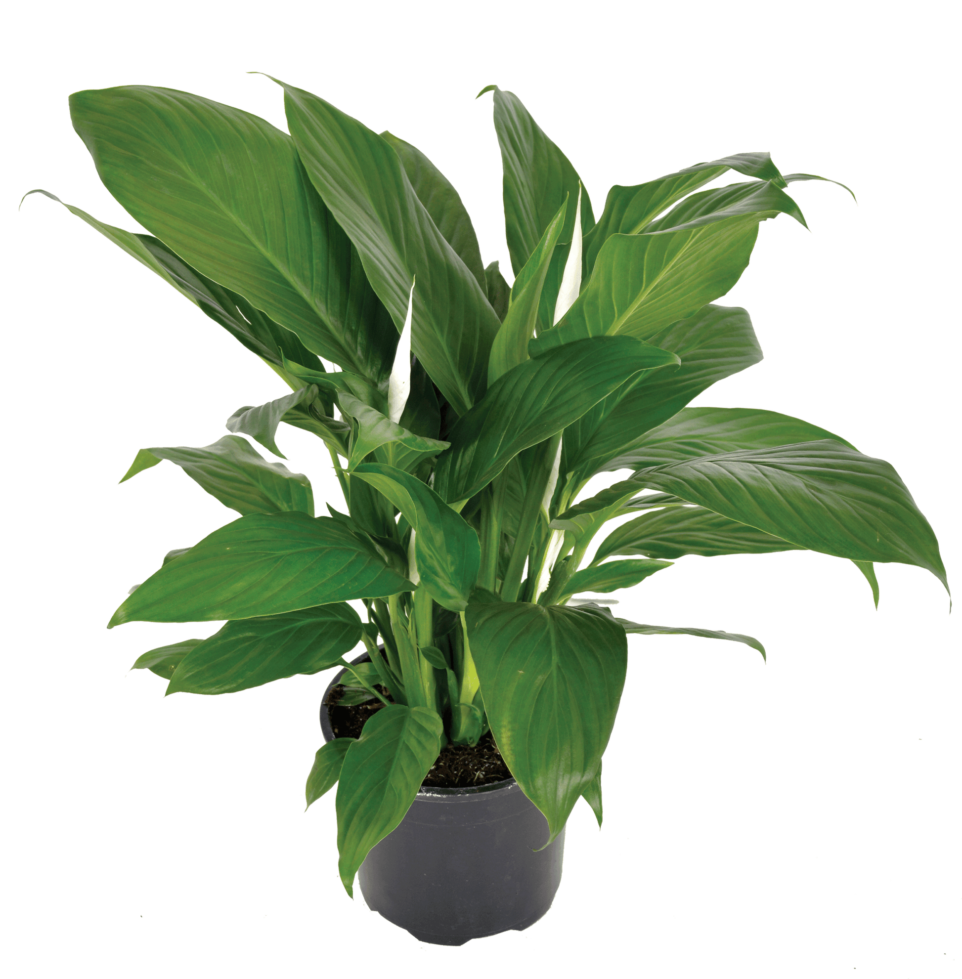 Peace Lily Sweet Sebastiano Tissue culture (Spathiphyllum)