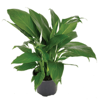 Peace Lily Sweet Sebastiano Tissue culture (Spathiphyllum) - Ladybird Nursery