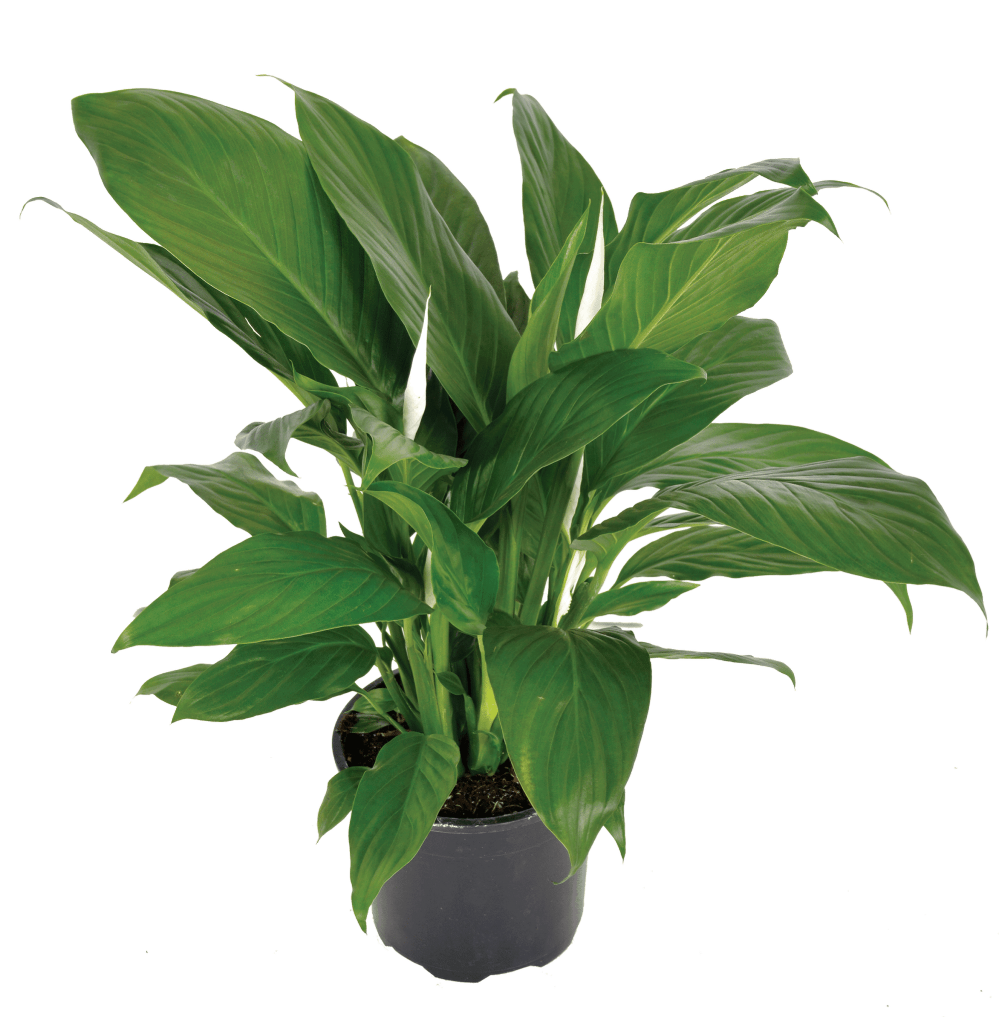 Peace Lily Sweet Sebastiano Tissue culture (Spathiphyllum) - Ladybird Nursery