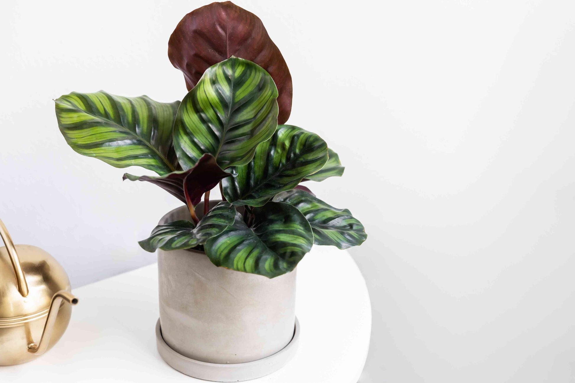 Prayer Plant (Calathea fasciata)