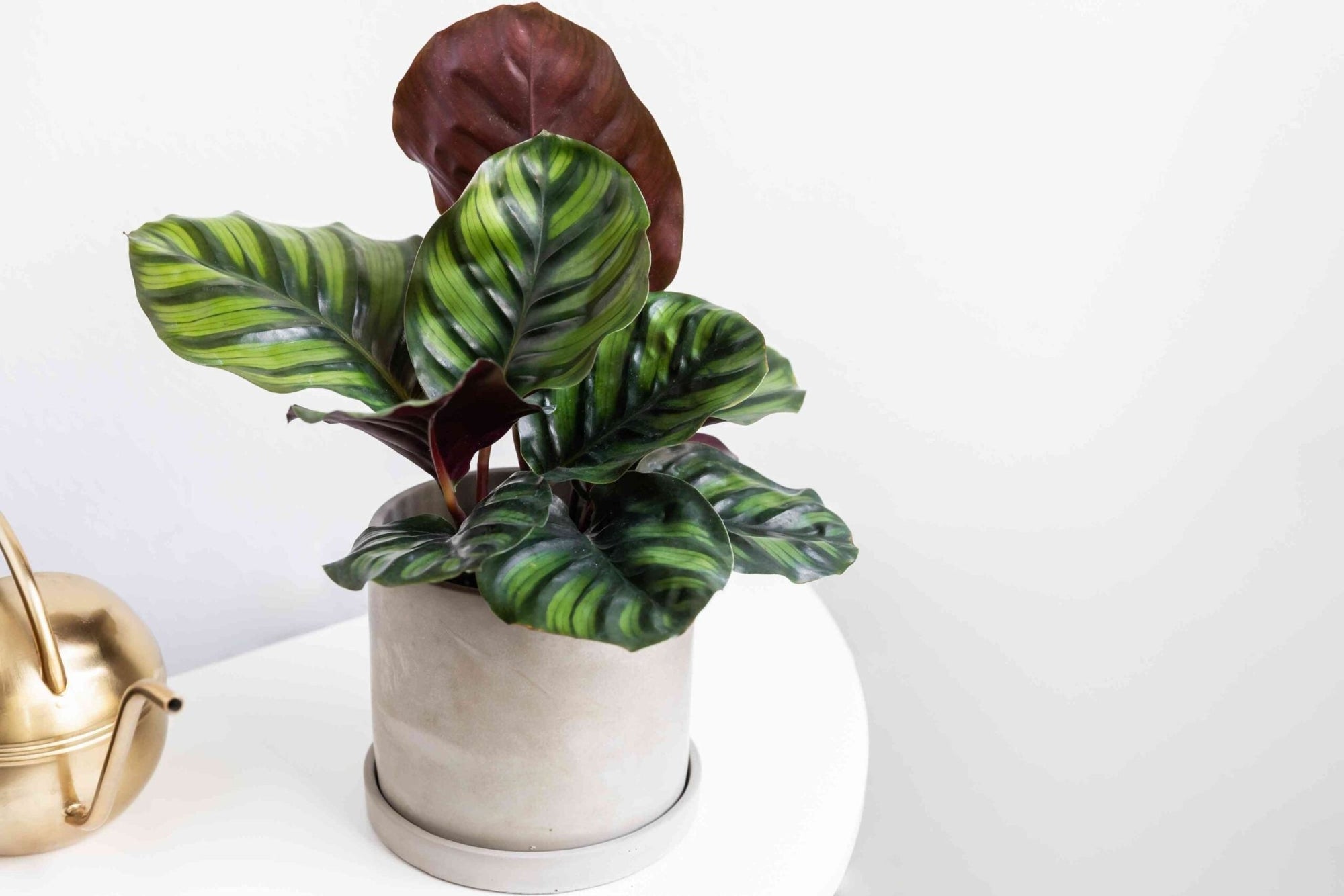 Prayer Plant (Calathea fasciata) - Ladybird Nursery